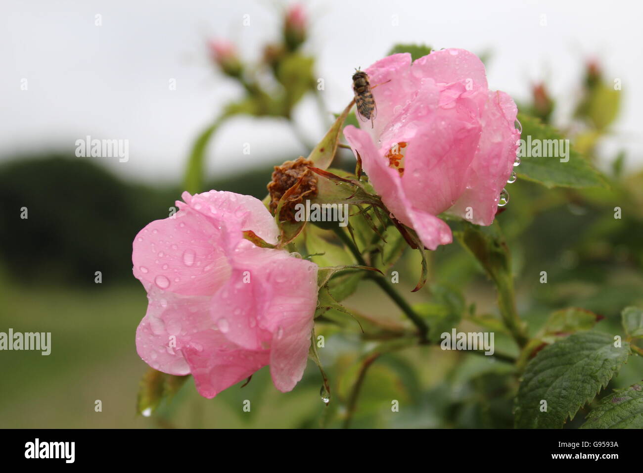 Dos de color rosa pálido, rosas salvajes cubiertos de gotas de lluvia, con una avispa sobre una de las rosas. Foto de stock