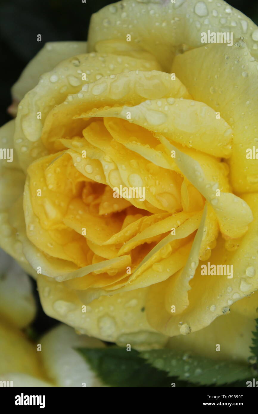 Una sola rosa amarilla perfecto, cubierto de gotas de lluvia. Foto de stock