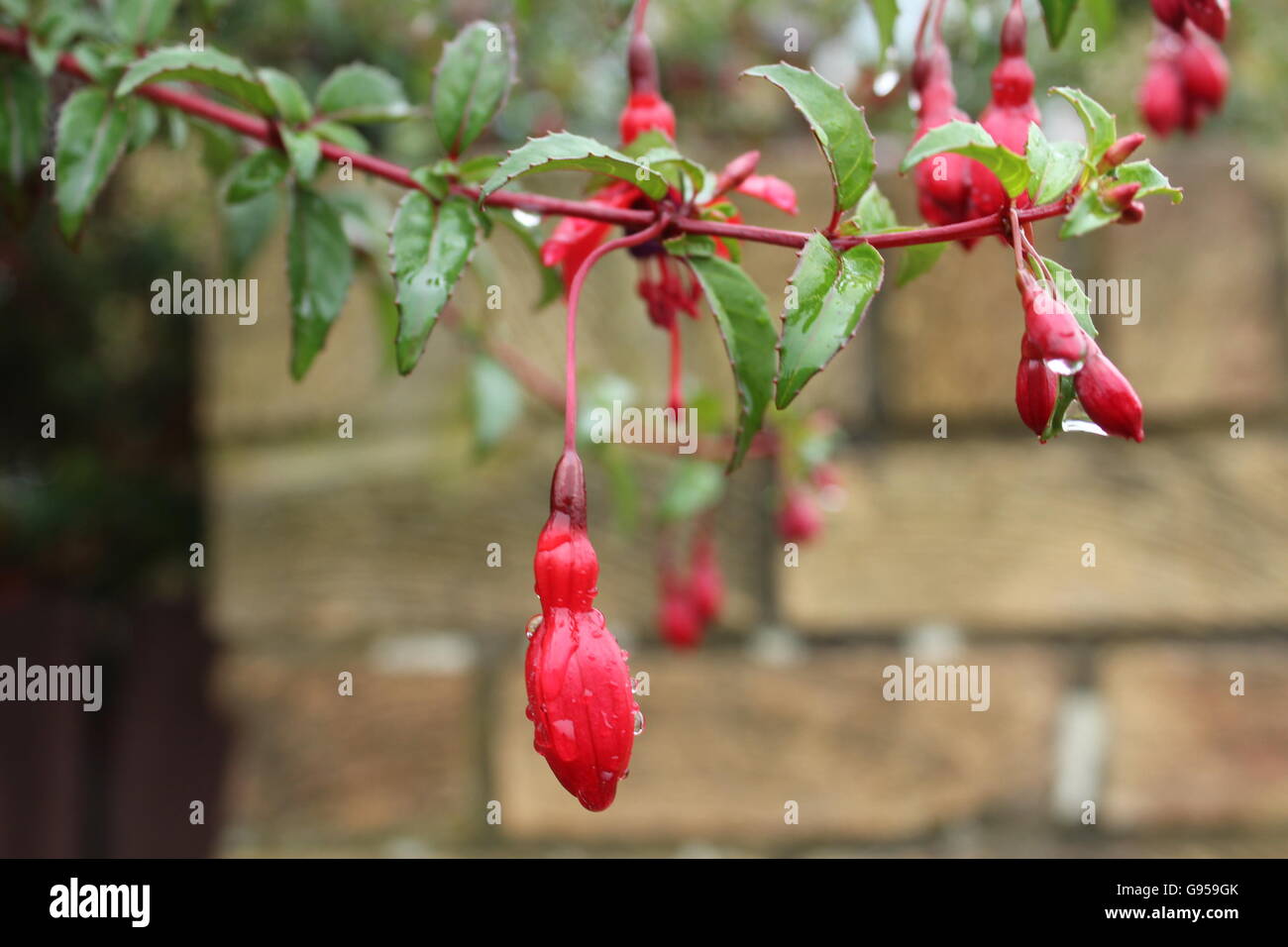 Yemas fucsia rojo cubierto de gotas de lluvia. Foto de stock