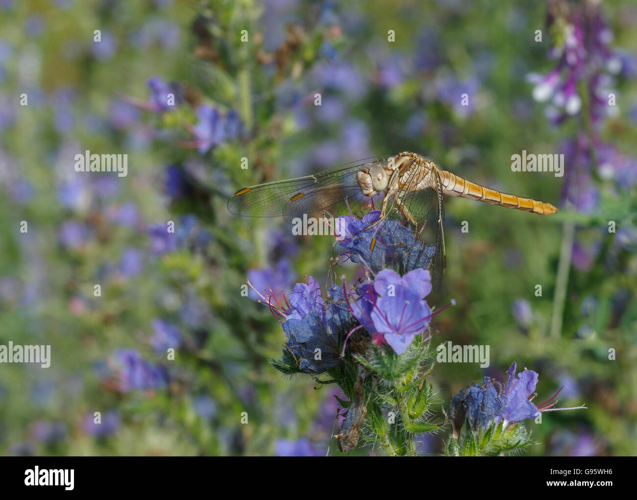 Darter común dragonfly en flor azul Foto de stock