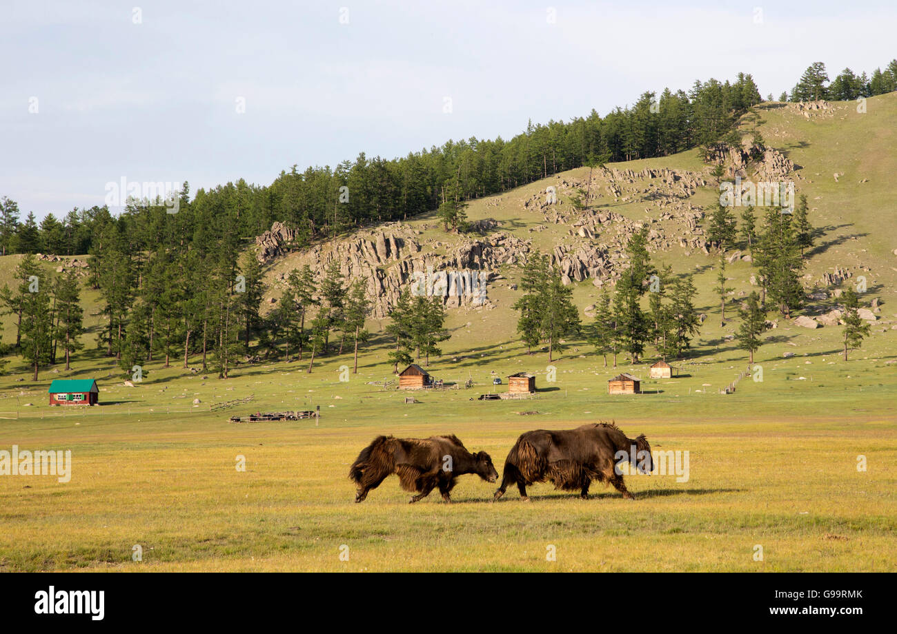 En el yak, cerca del Lago Hovsgol, Mongolia Foto de stock