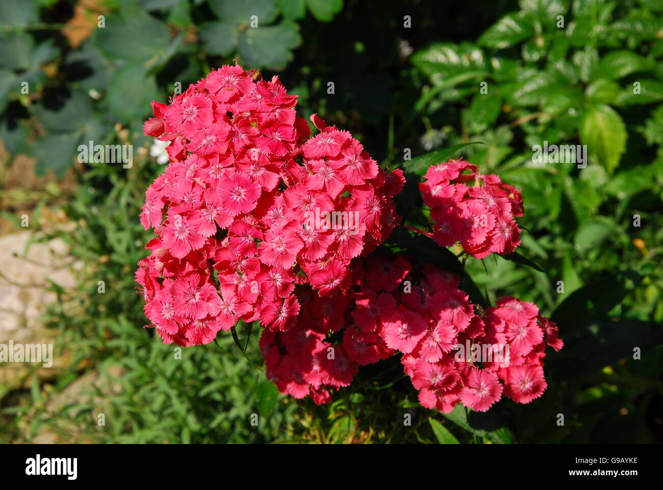 Rosa, dianthus carthusianorum cartujo Foto de stock