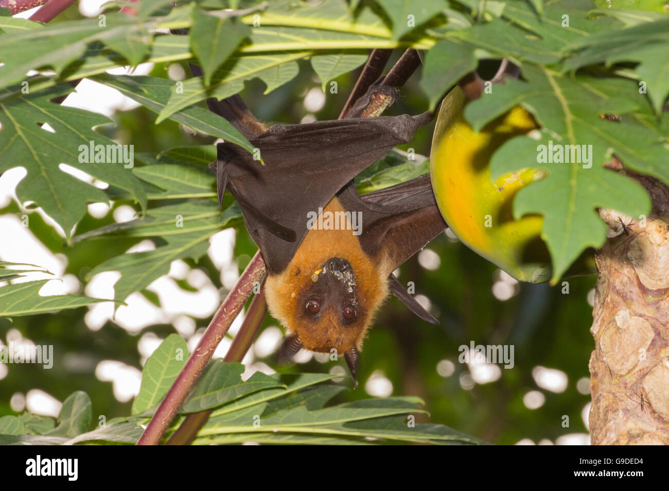 Indian fruit bat Foto de stock