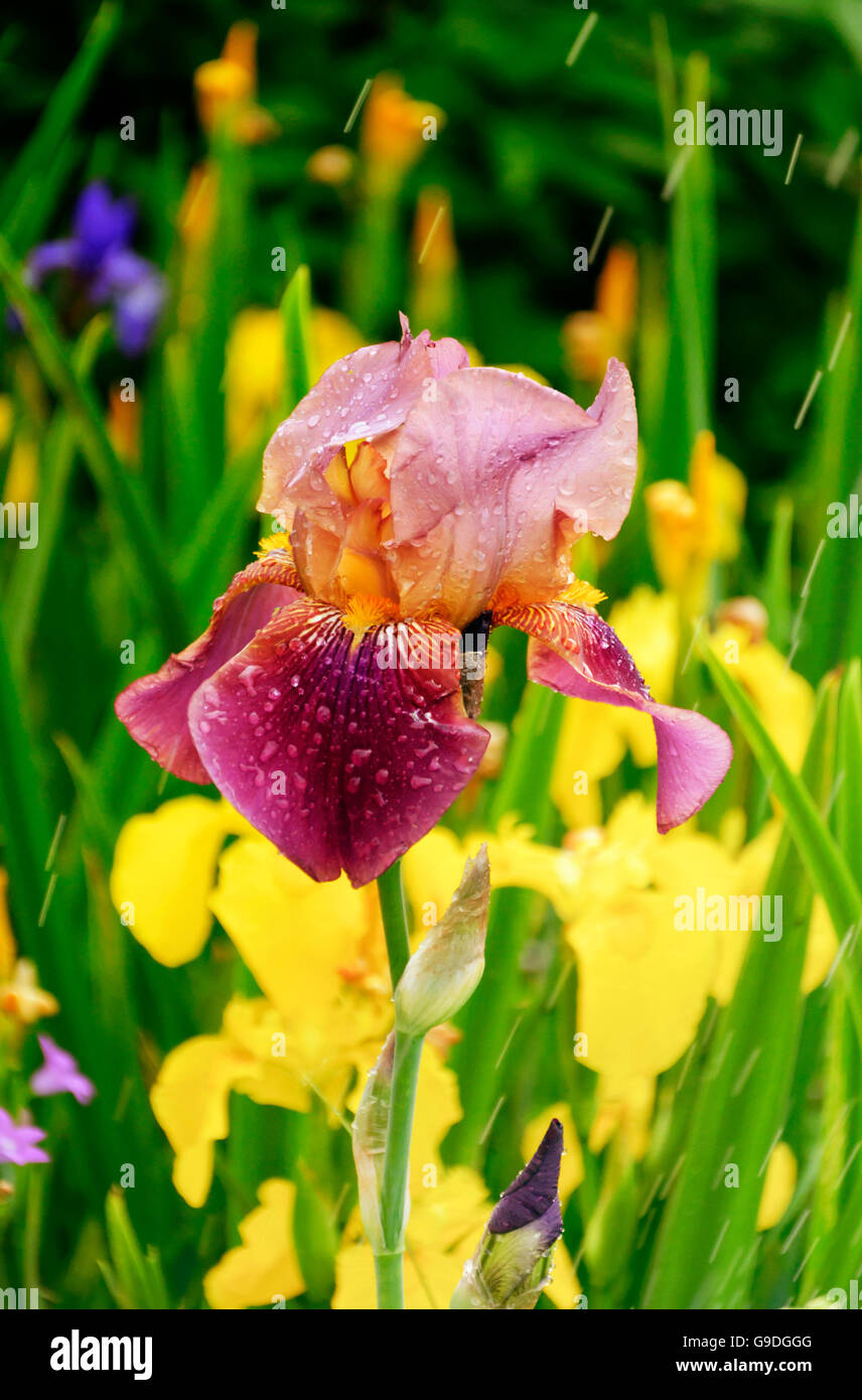 Wet flor de iris en el jardín Foto de stock