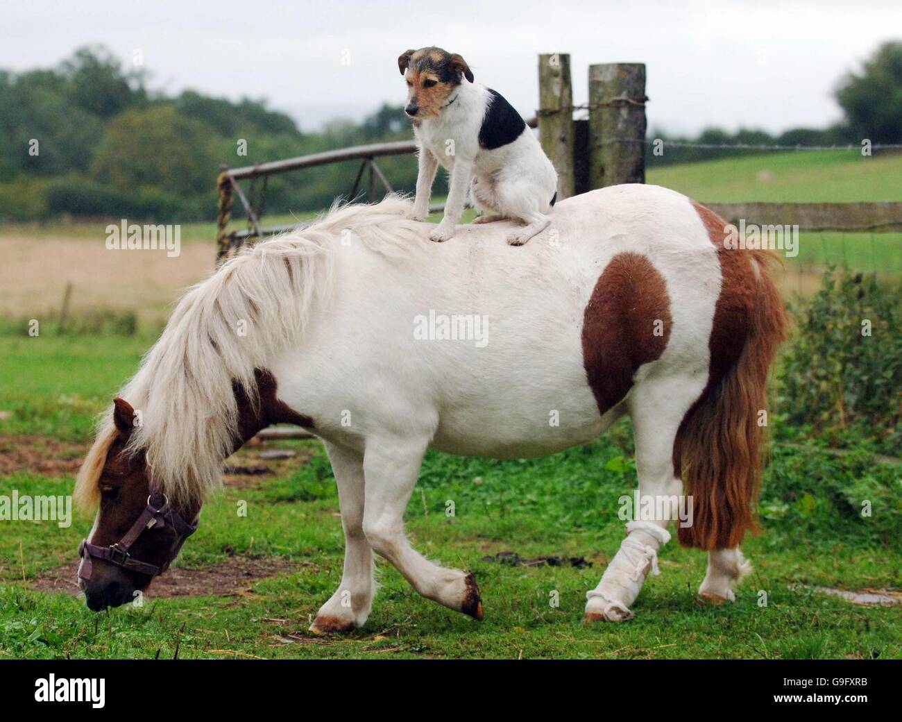 Paseos de perros un pony Fotografía de stock - Alamy