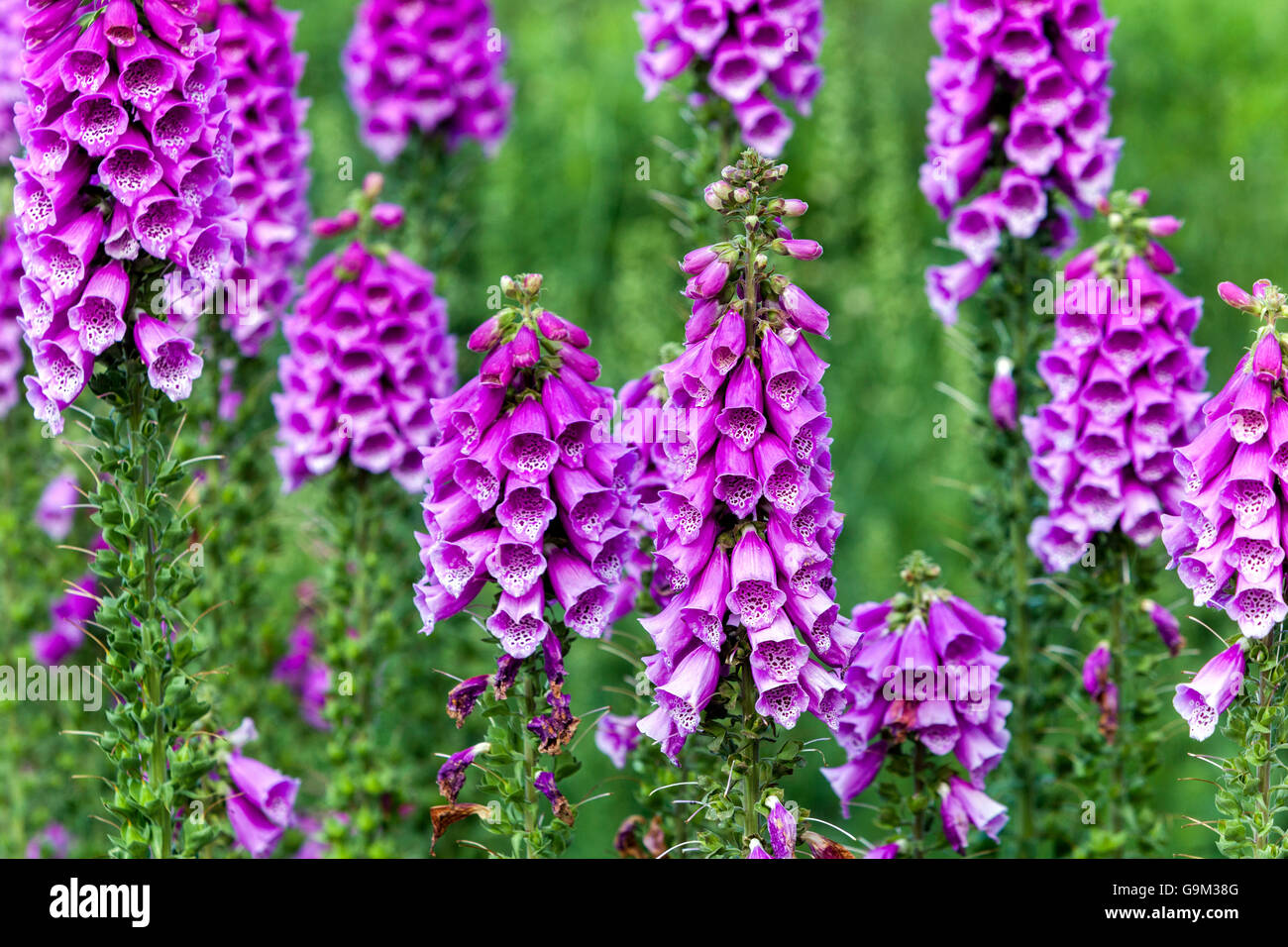 Púrpura, Foxglove Digitalis purpurea jardín púrpura Foto de stock