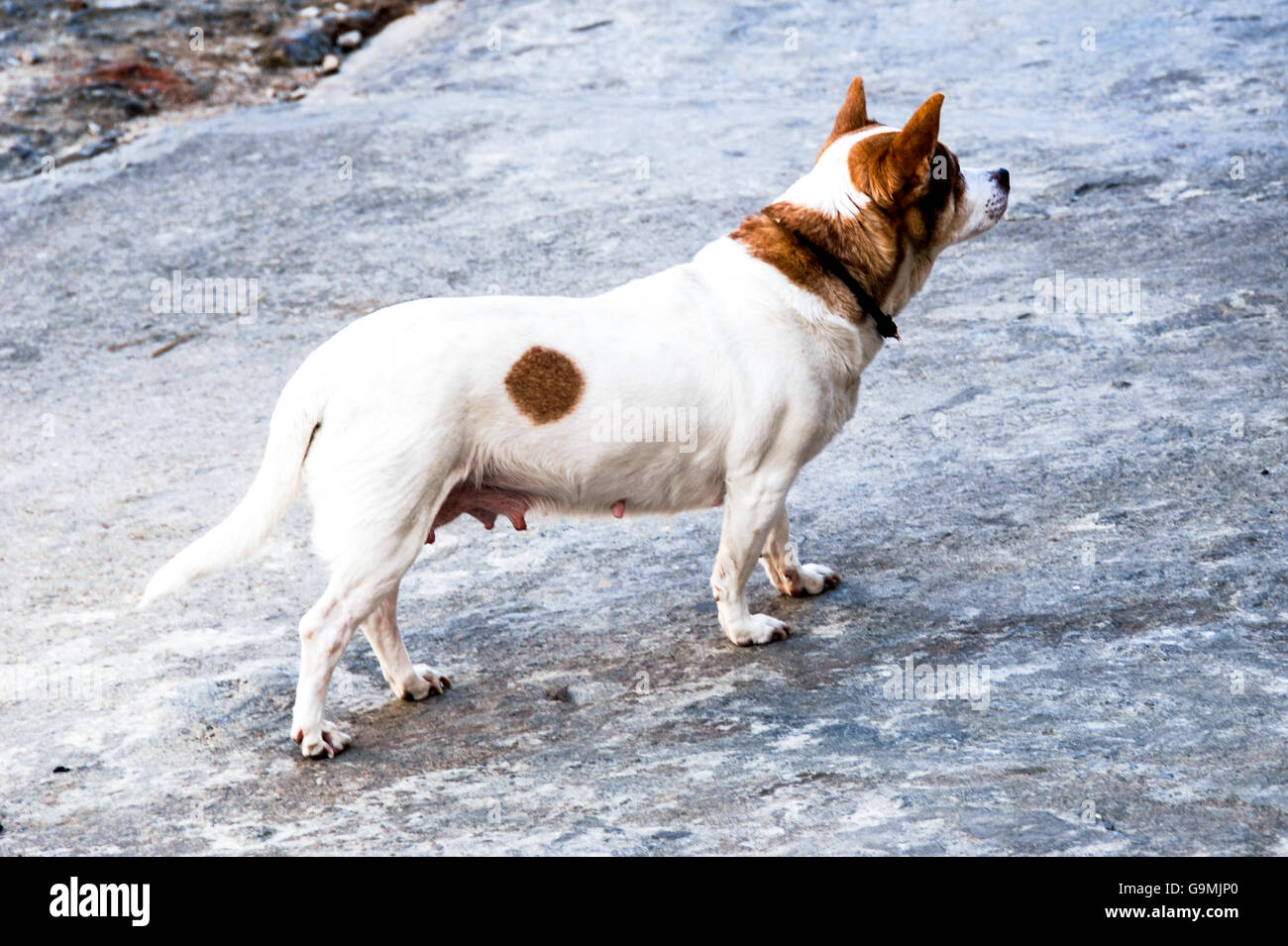 Un perro hembra Foto de stock