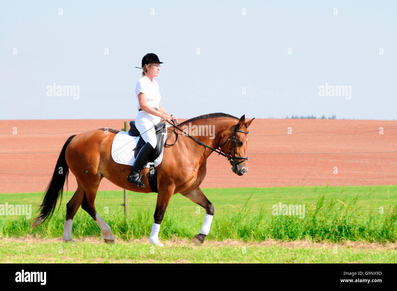 Rider en Franches Montagnes / Freiberger, doma, Draft Horse, caballo de tiro Foto de stock