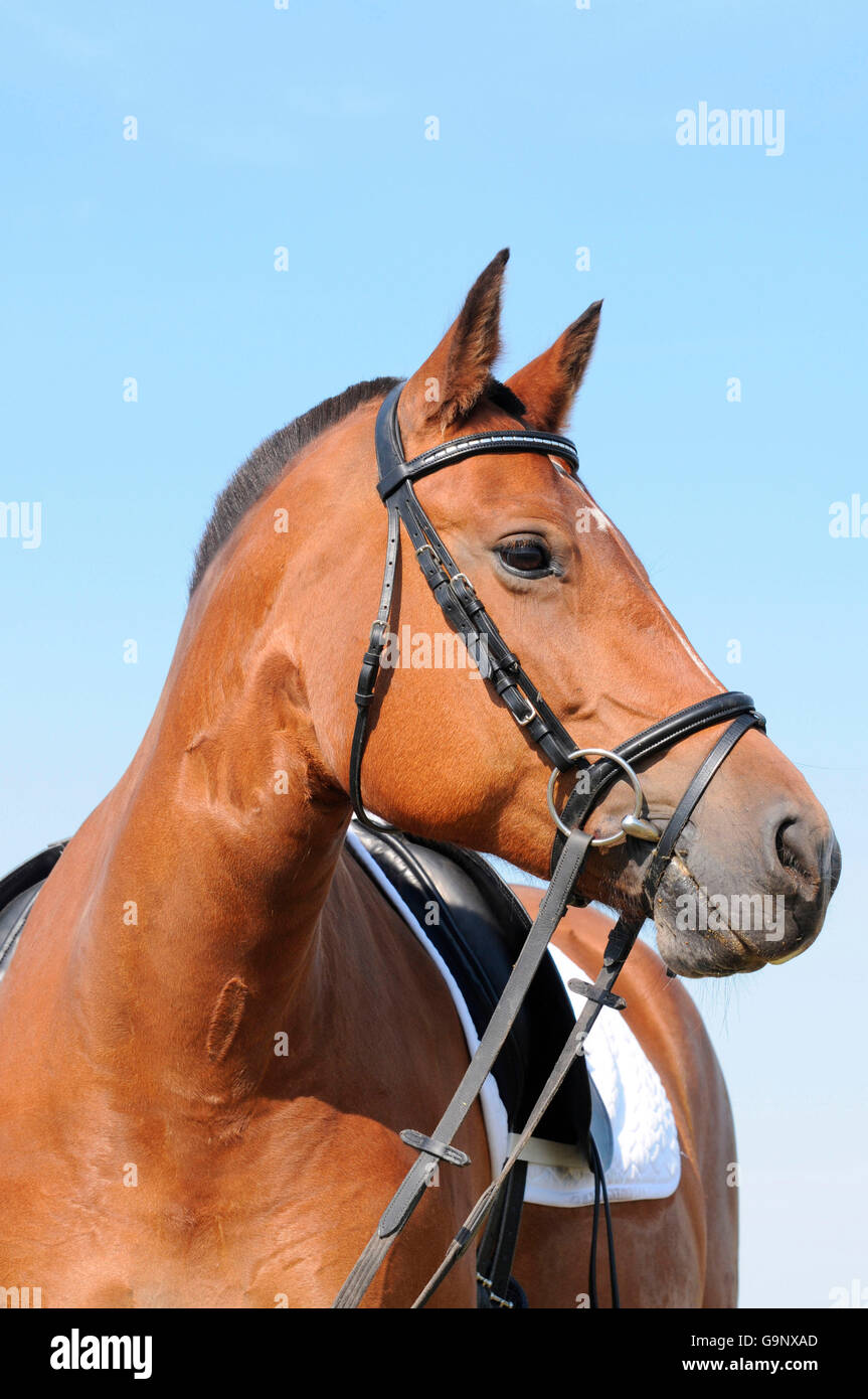 Franches Montagnes, mare / Freiberger, Draft Horse, caballo de tiro, bridas, sillin Foto de stock