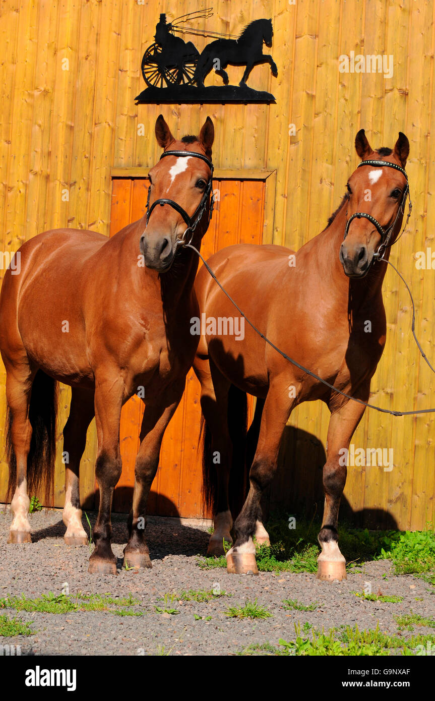 Franches Montagnes / Freiberger, Draft Horse, caballo de tiro, bridas Foto de stock