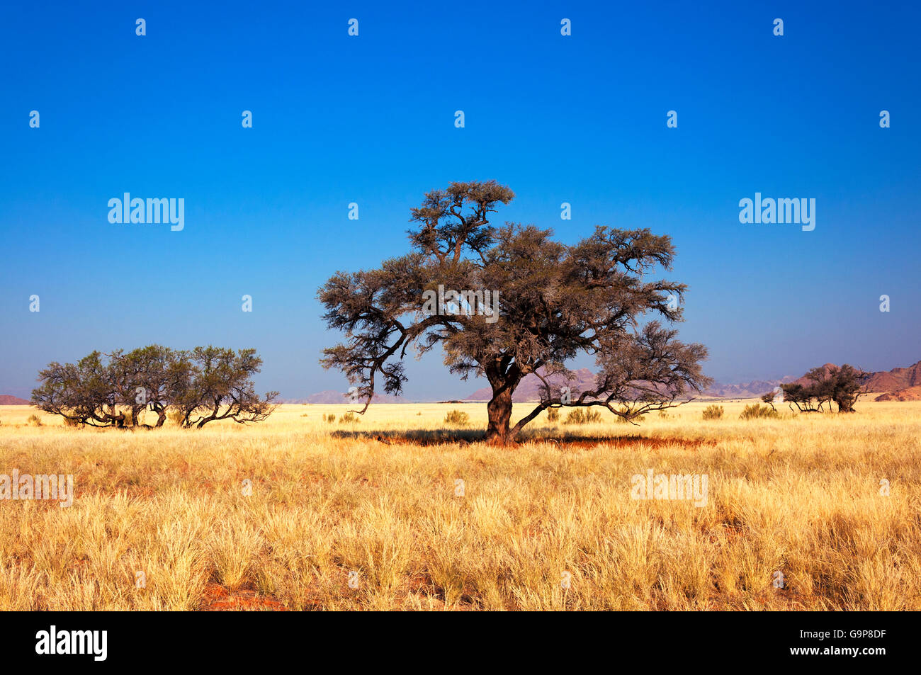 Vista de la Sabana y árboles en Namibia, África Foto de stock