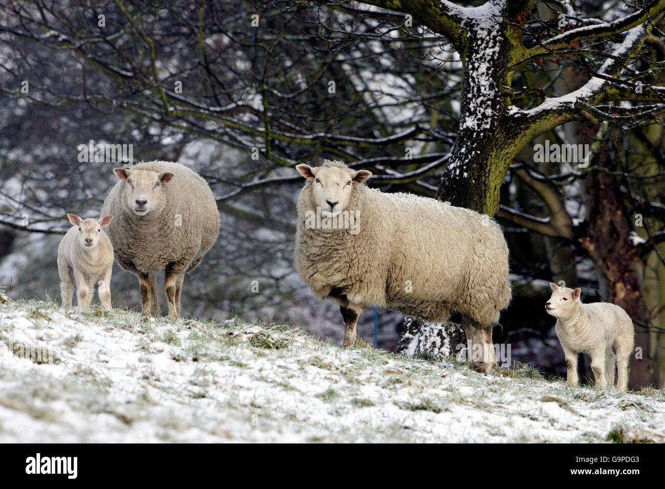 Ovejas y corderos se pastan en un campo cubierto de nieve en el Condado de Durham. Foto de stock