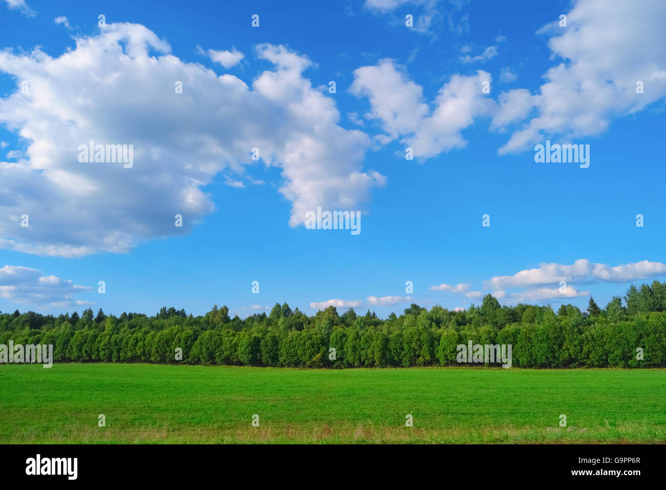 Hermoso paisaje de verano con el cielo azul, nubes, árboles y hierba Foto de stock