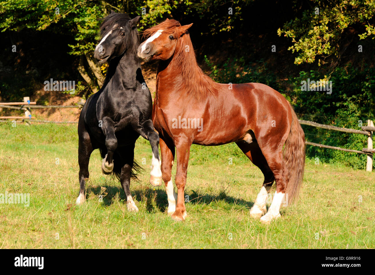 Welsh ponis, sementales / Welsh Pony de tipo Cob, sección C, Welsh Cob, sección D Foto de stock