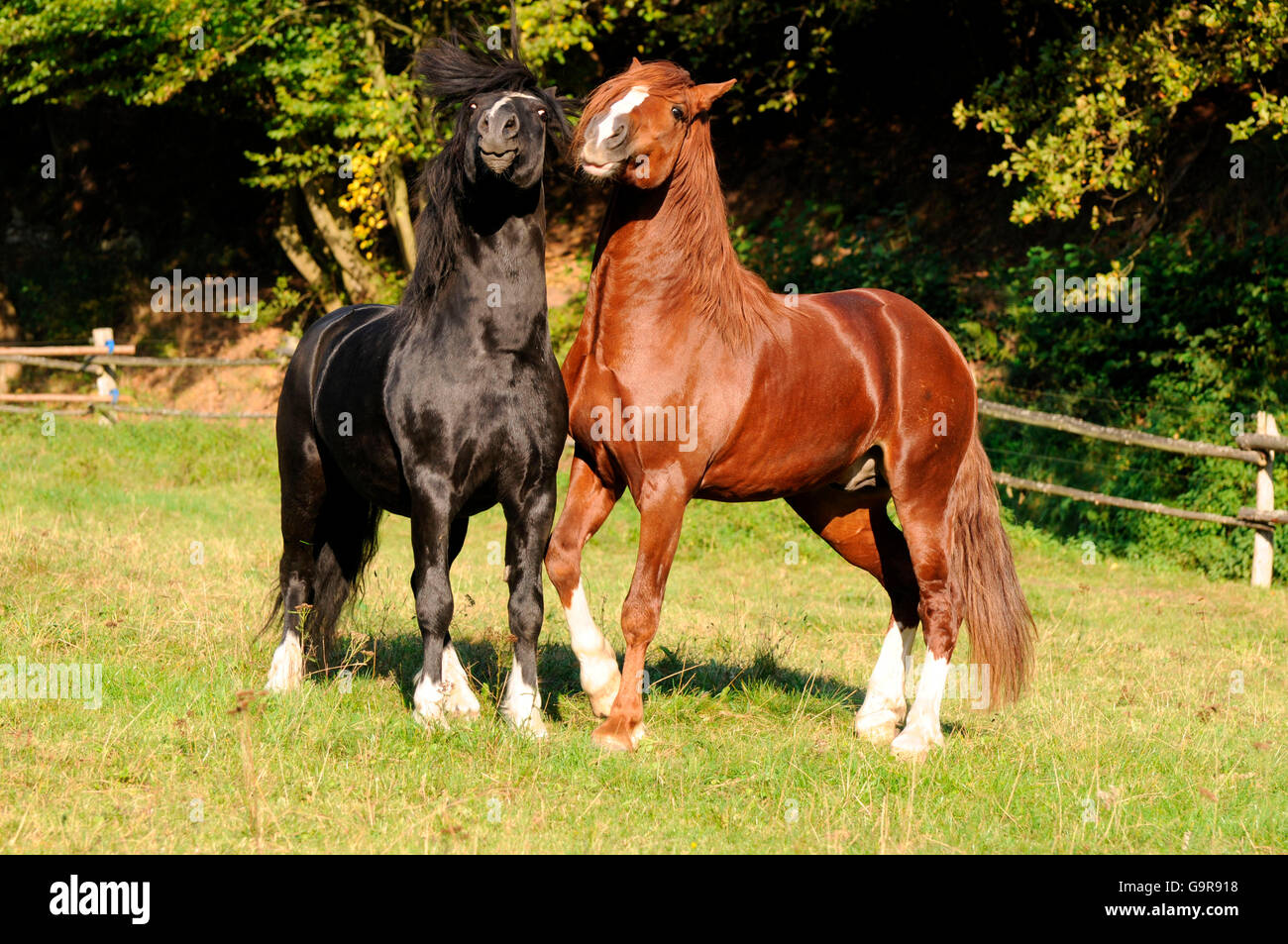 Welsh ponis, sementales / Welsh Pony de tipo Cob, sección C, Welsh Cob, sección D Foto de stock
