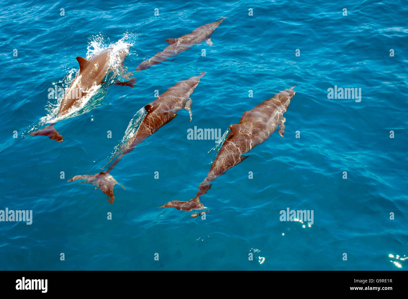 Oriental / Delfines (Stenella longirostris) Foto de stock
