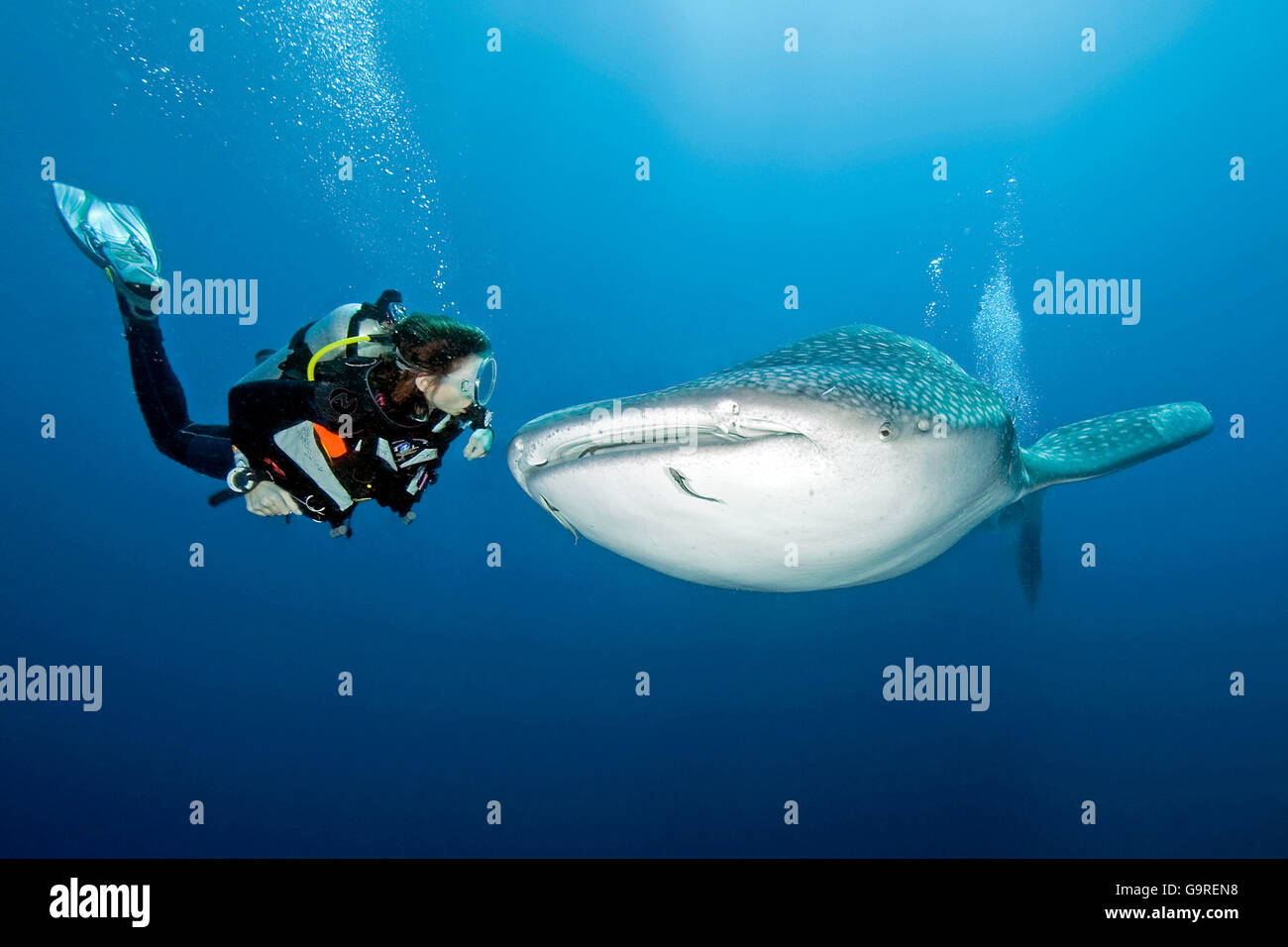 Buzo y tiburón ballena, Phuket, las islas Similan, mar de Andaman, Tailandia / (Rhincodon typus) Foto de stock