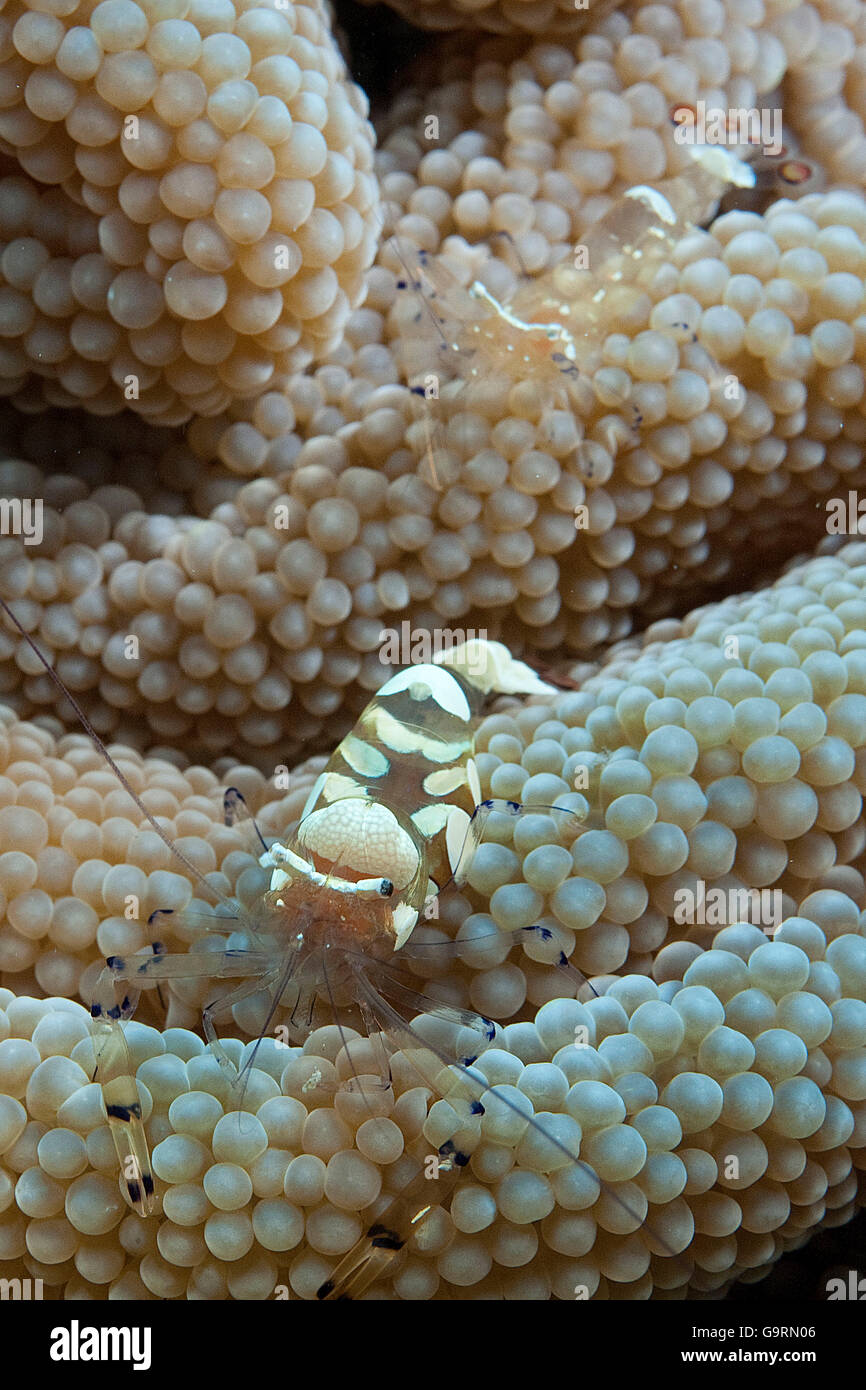 Mancha blanca Camarón anémona /(Periclimenes brevicarpalis) Foto de stock