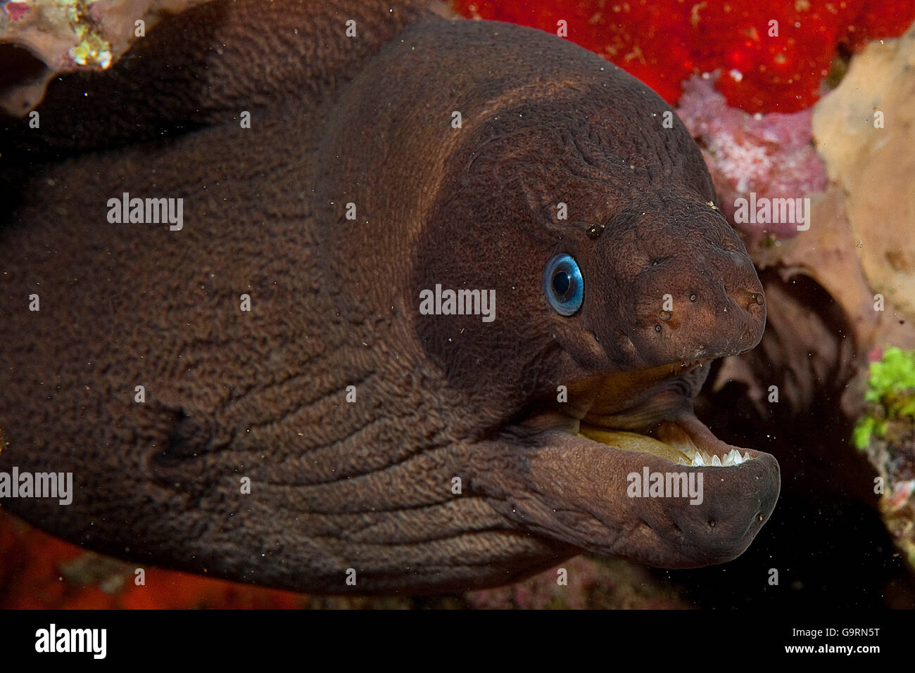 Brown moray, Atlántico oriental / (Gymnothorax unicolor) Foto de stock