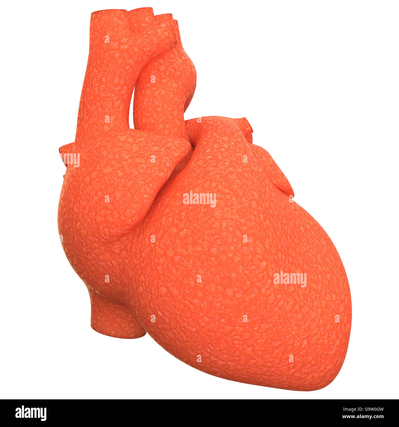 Anatomía del Corazón del Sistema Cardiovascular Humano Foto de stock