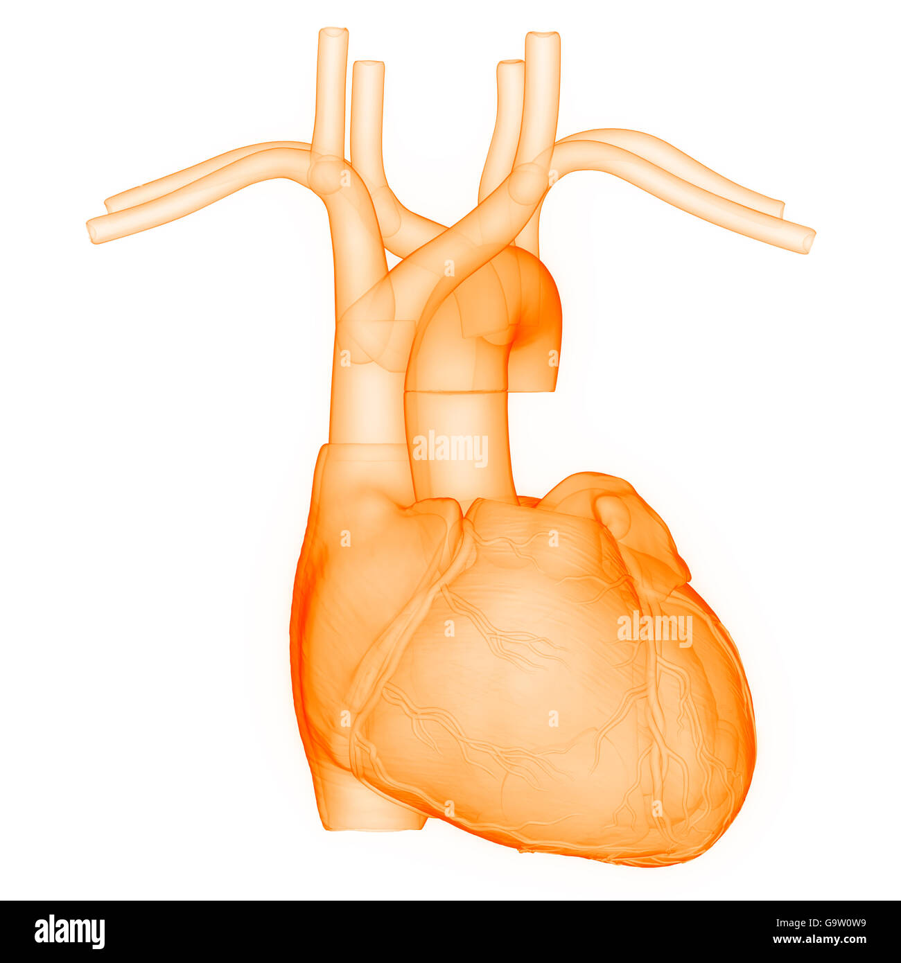 Anatomía del Corazón del Sistema Cardiovascular Humano Foto de stock