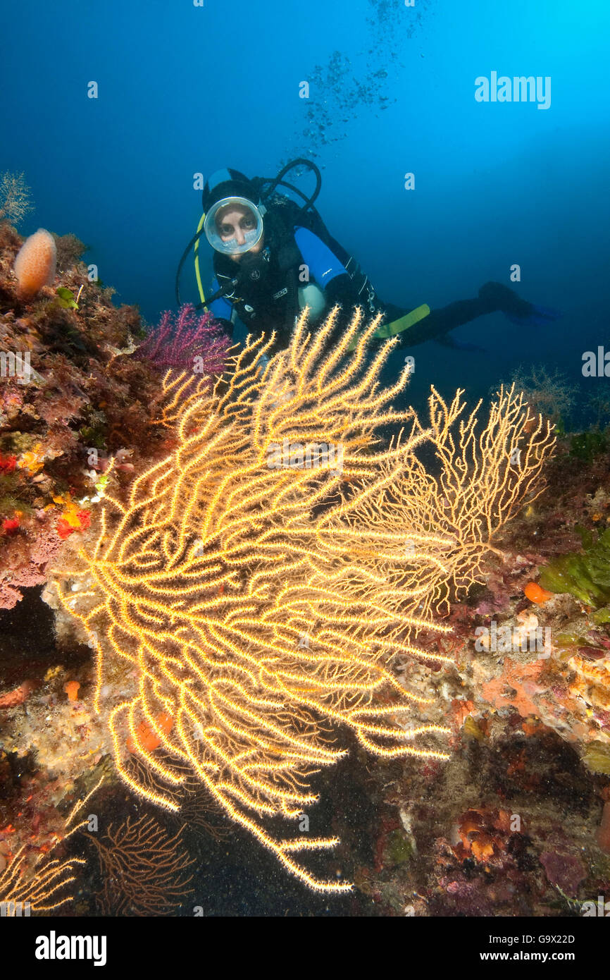 Buceador y ventilador mediterránea, coral, amarillo, gorgonias Marettimo, las islas Egadi, Sicilia, Italia, Europa, el Mar Mediterráneo / (Eunicella cavolinii) Foto de stock