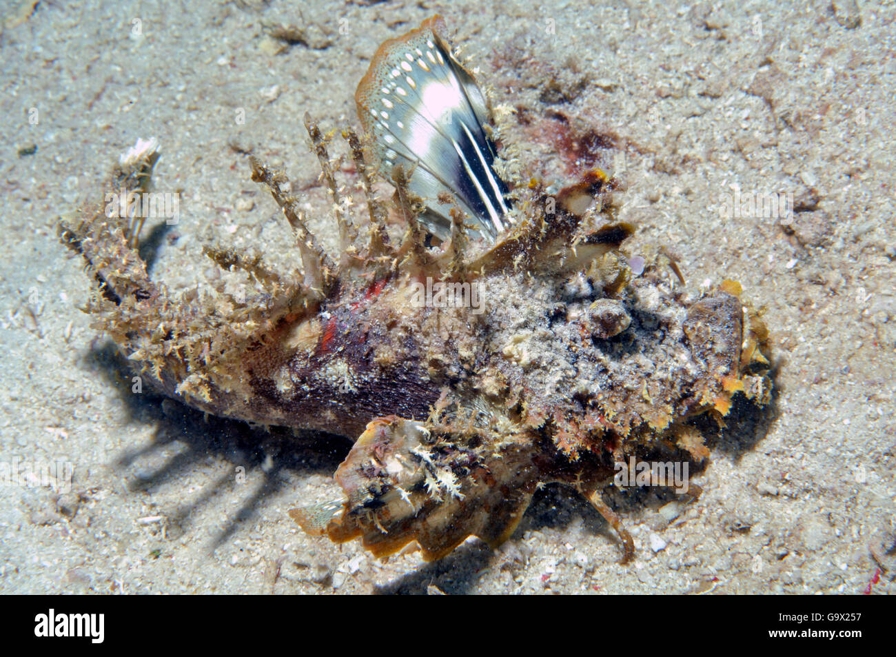 Aletas de filamento Stinger, Walkman, venemous del Mar Rojo, Aqaba, Jordania, Asia, Mar Rojo / (Inimicus filamentosus) Foto de stock