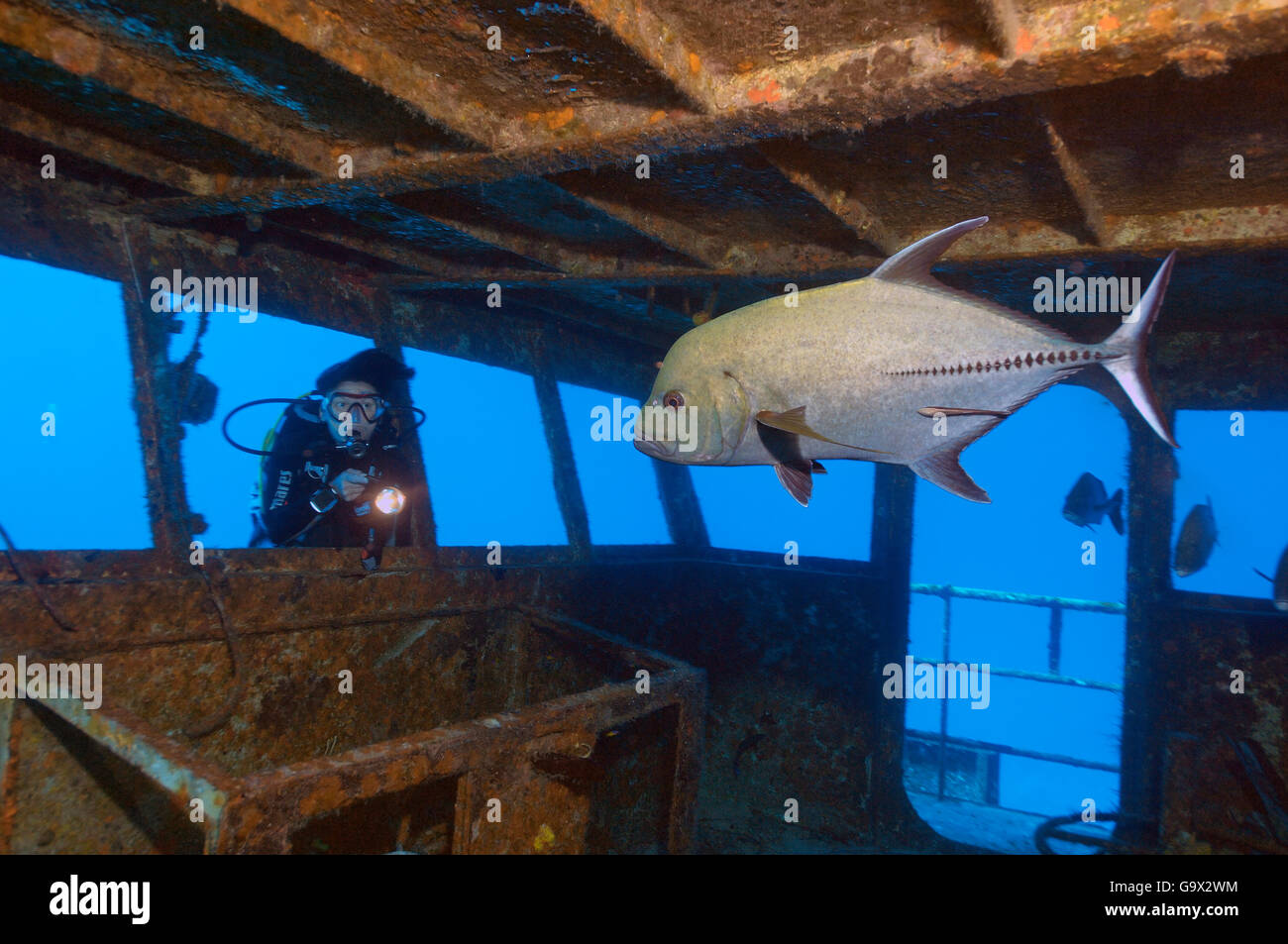 Diver y jackfish en naufragio, las Bahamas, el Caribe, América / (Caranx latus) Foto de stock