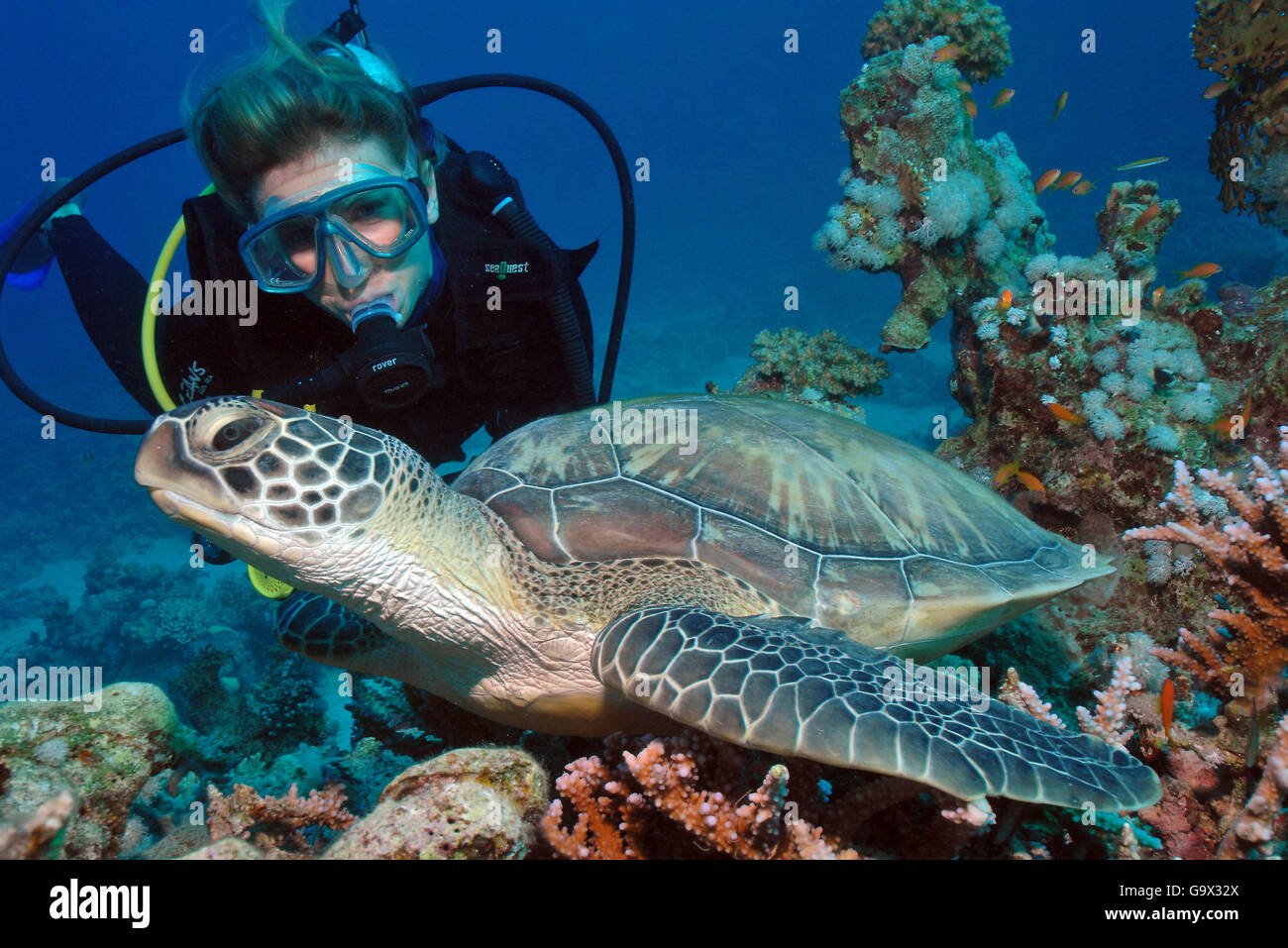 Scuba Diver y la tortuga carey, tortugas de mar, Hurghada, Egipto, Mar Rojo, África / (Eretmochelys imbricata) Foto de stock