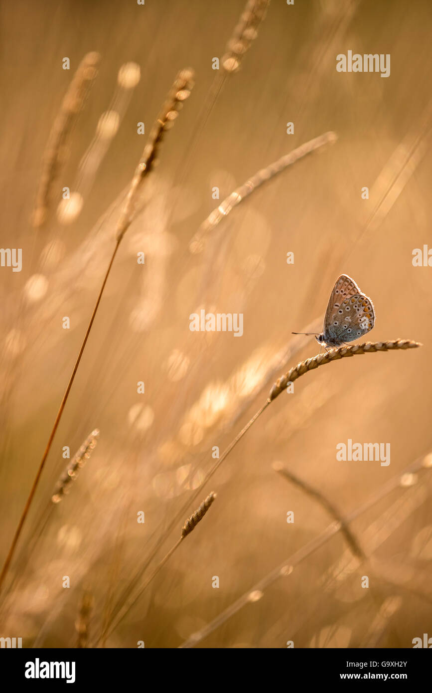 Mariposa Azul común (Polyommatus icarus) descansando sobre los céspedes al atardecer, Granja Vealand, Devon, Reino Unido. Julio. Elogia en su opinión, la categoría de tomar una vista Fotógrafo del Año Premios 2015. Foto de stock