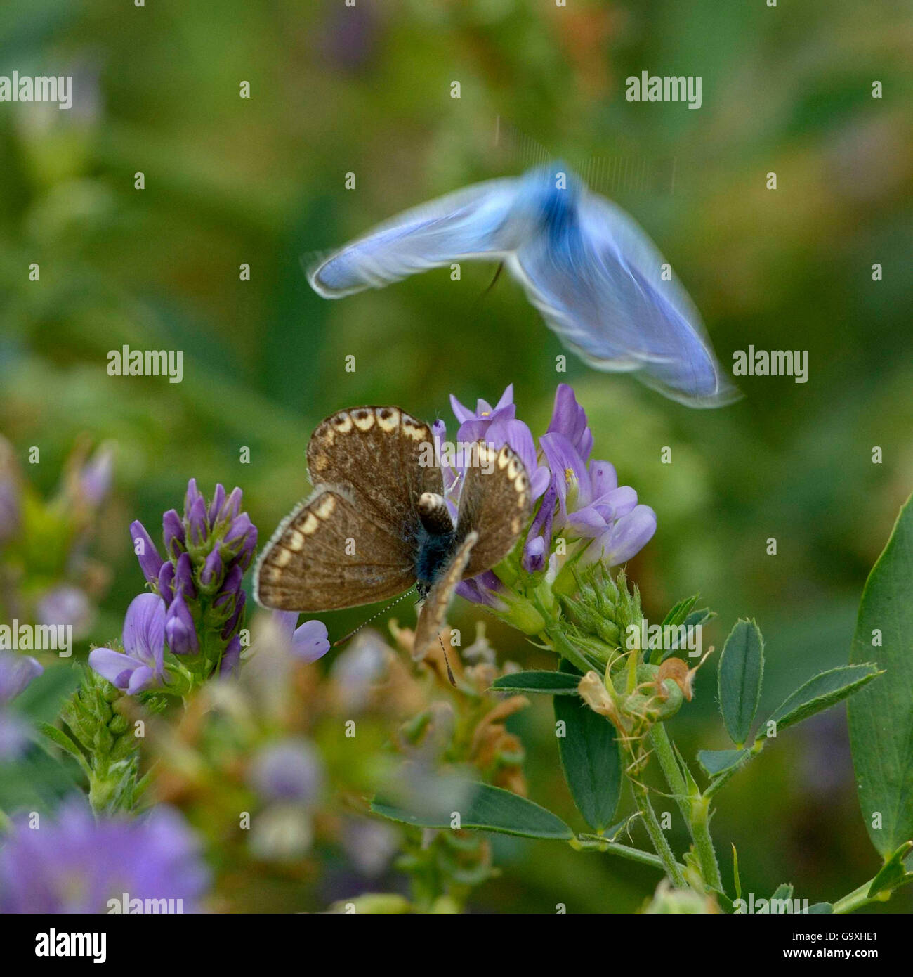 Azul común (Polyommatus icarus) masculino y femenino en vuelo sobre las flores de Alfalfa, Vendée, Francia. Julio. Foto de stock