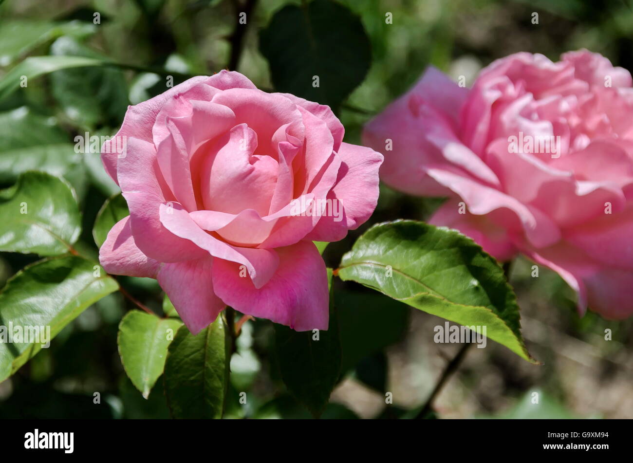 Rosa rosal en flor natural en el jardín al aire libre, Sofía, Bulgaria