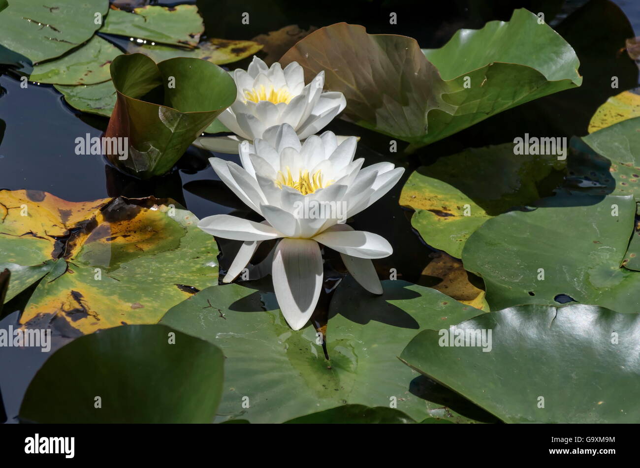Flor de lirio de agua en el lago, Sofía, Bulgaria Fotografía de stock -  Alamy