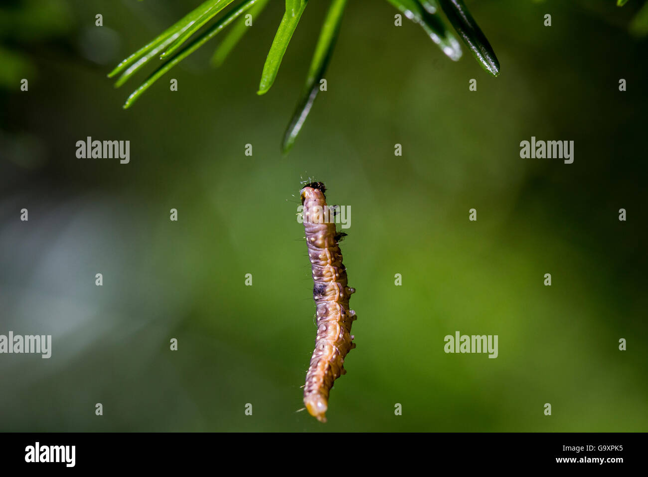 El abeto oriental budworm (Choristoneura fumiferana) 6º estadio larvario rappel en hilo de seda, Quebec, Canadá, en julio. Foto de stock