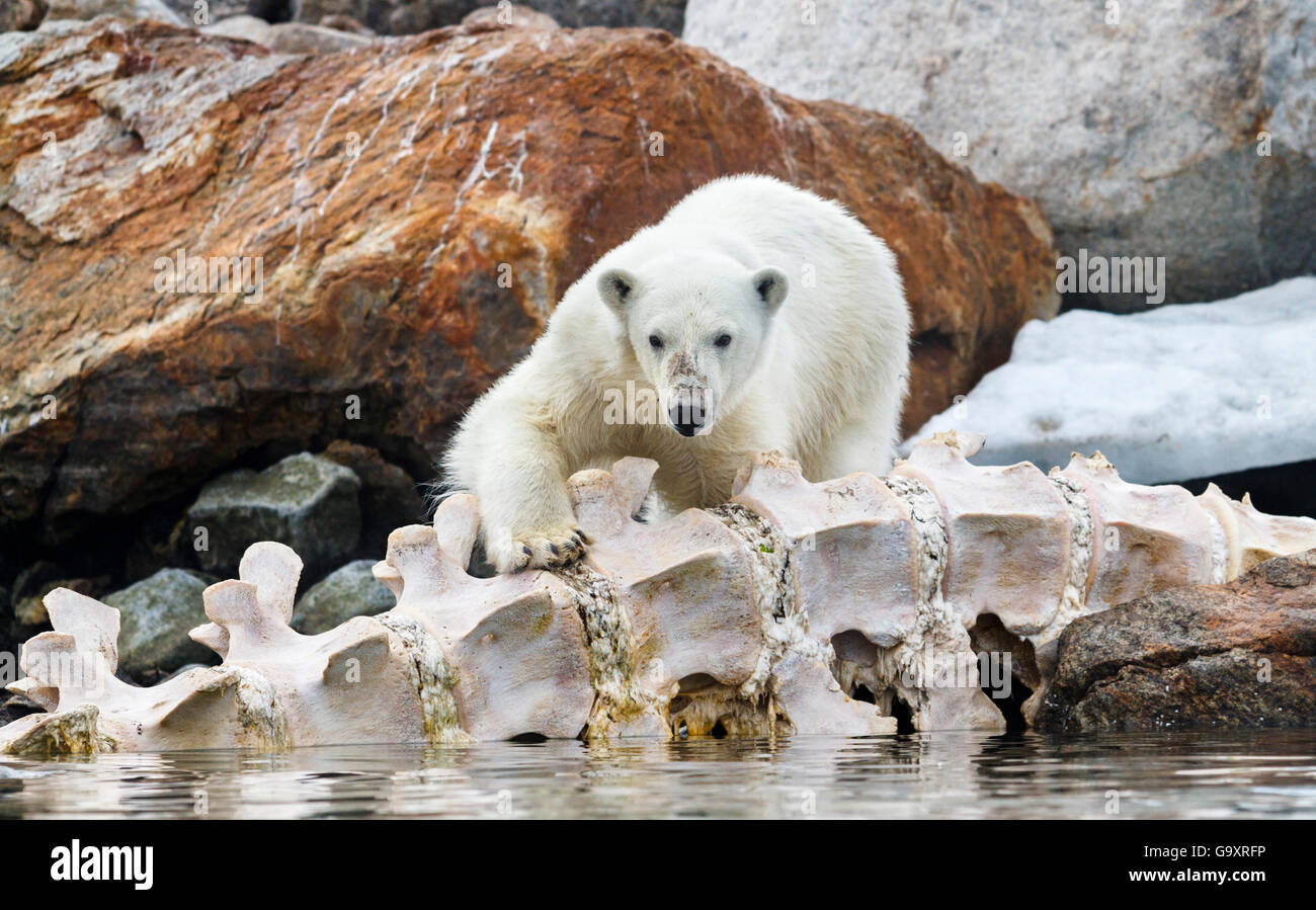 El oso polar (Ursus maritimus) por el lomo de una ballena de aleta. Spitsbergen, Svalbard, Noruega. Julio Foto de stock