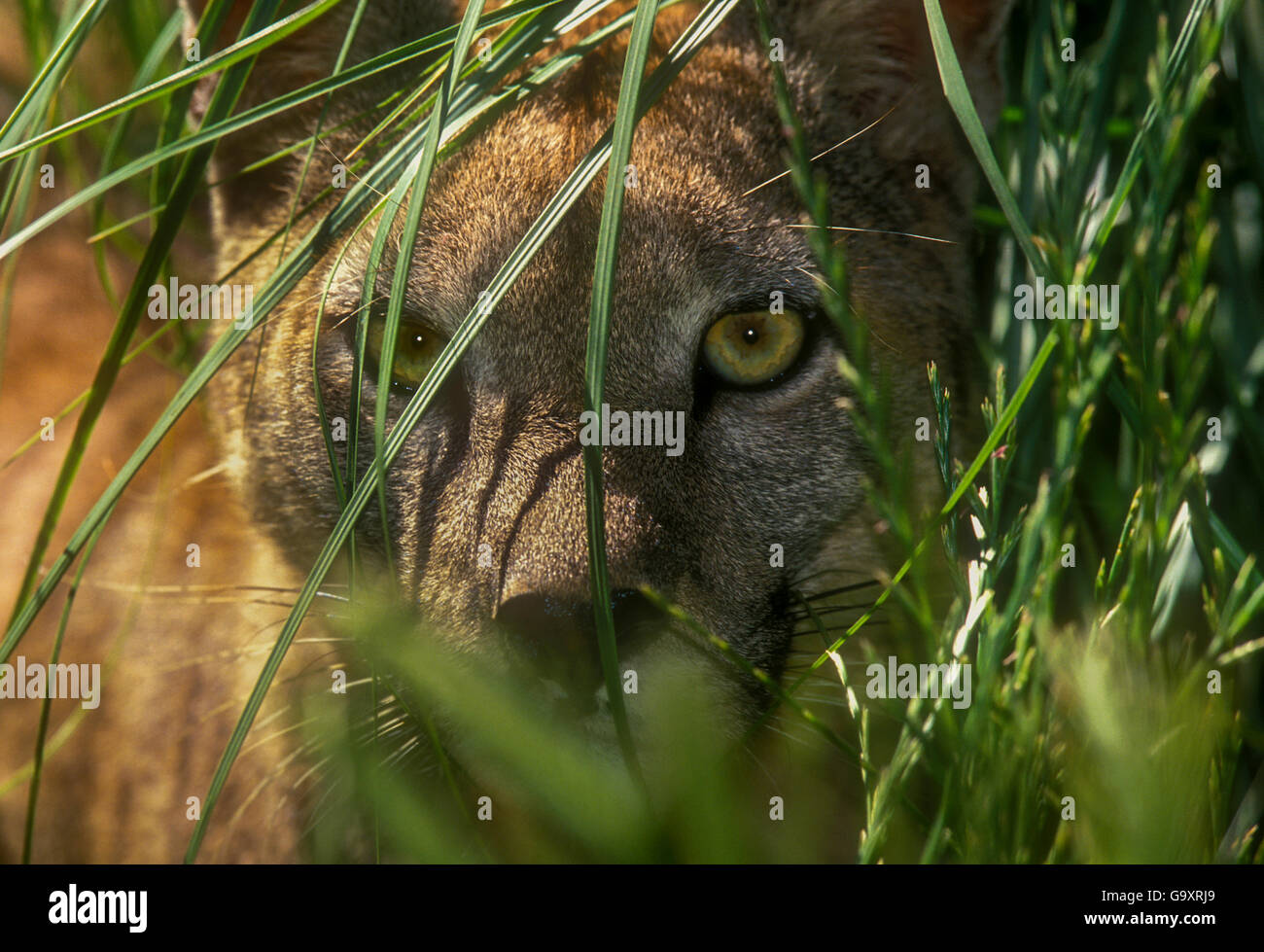 El puma (Puma concolor) escondida en la vegetación, cautiva, La Pampa, Argentina de stock - Alamy