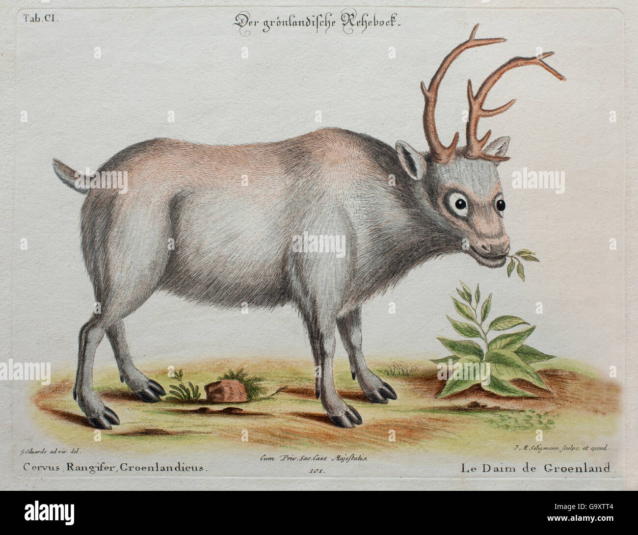 Ilustración histórica de renos por George Edwards desde 1772. Foto de stock