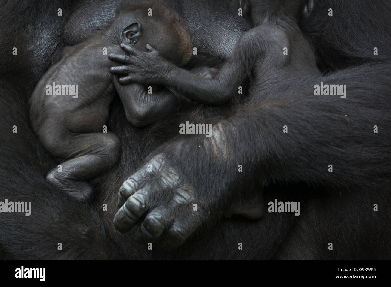 Gorila de las tierras bajas occidentales (Gorilla gorilla gorilla) twin bebés edad 45 días durmiendo en brazos de la madre, cautiva, ocurre en el centro Foto de stock