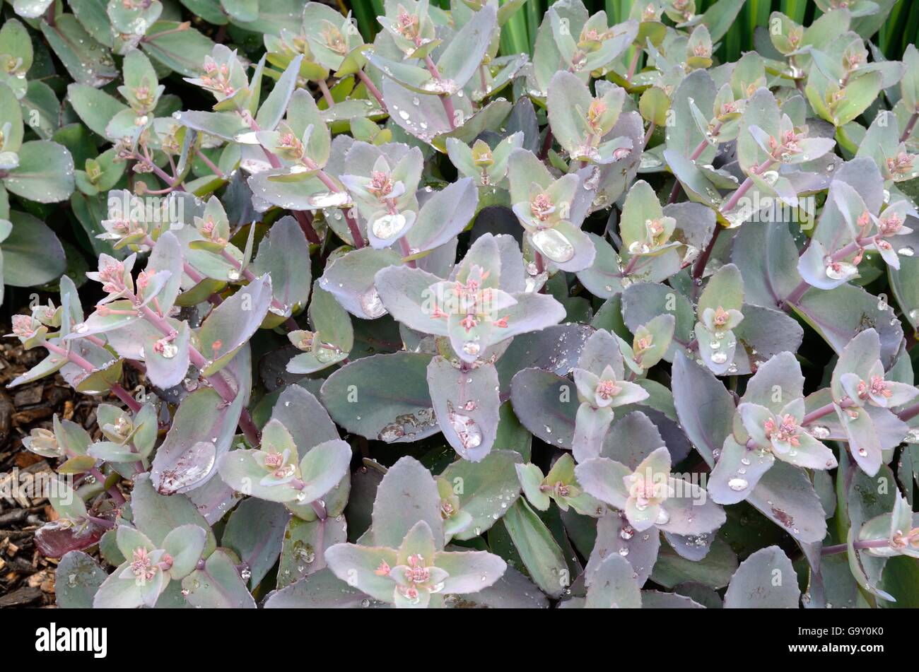 Las gotas de agua de lluvia en las hojas Xenox Sedum Crassulaceae Foto de stock