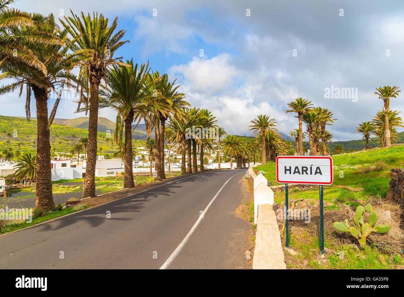 Camino bordeado de palmeras que haria Mountain Village, Lanzarote, Islas Canarias, España Foto de stock