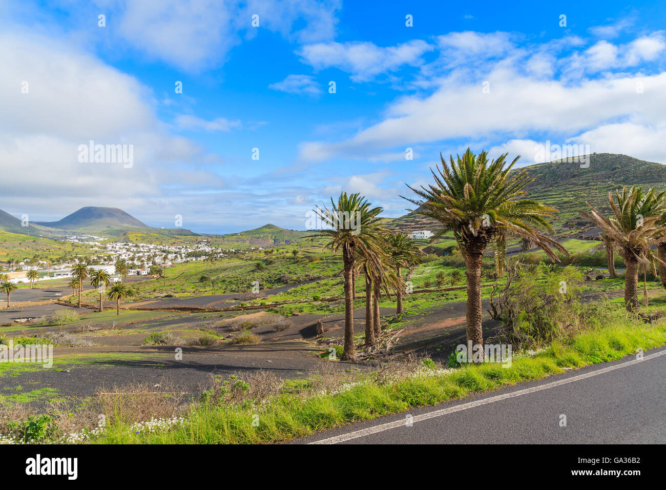 Palmeras en la aldea de montaña de Haría, Lanzarote, Islas Canarias, España Foto de stock