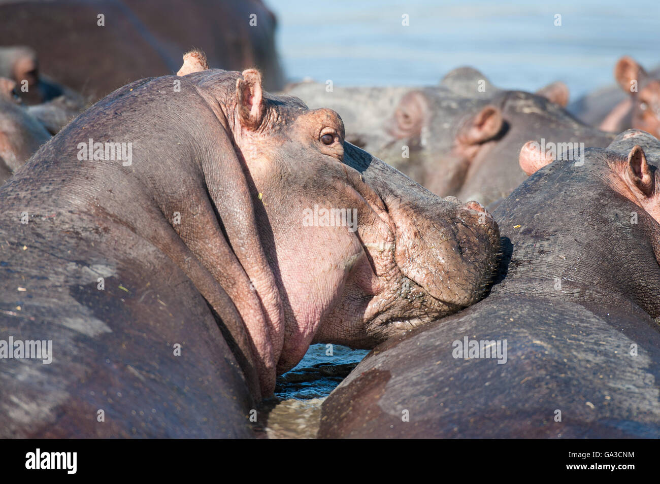 Hipopótamo (Hippopotamus amphibius), Parque Nacional de Serengueti, Tanzania Foto de stock