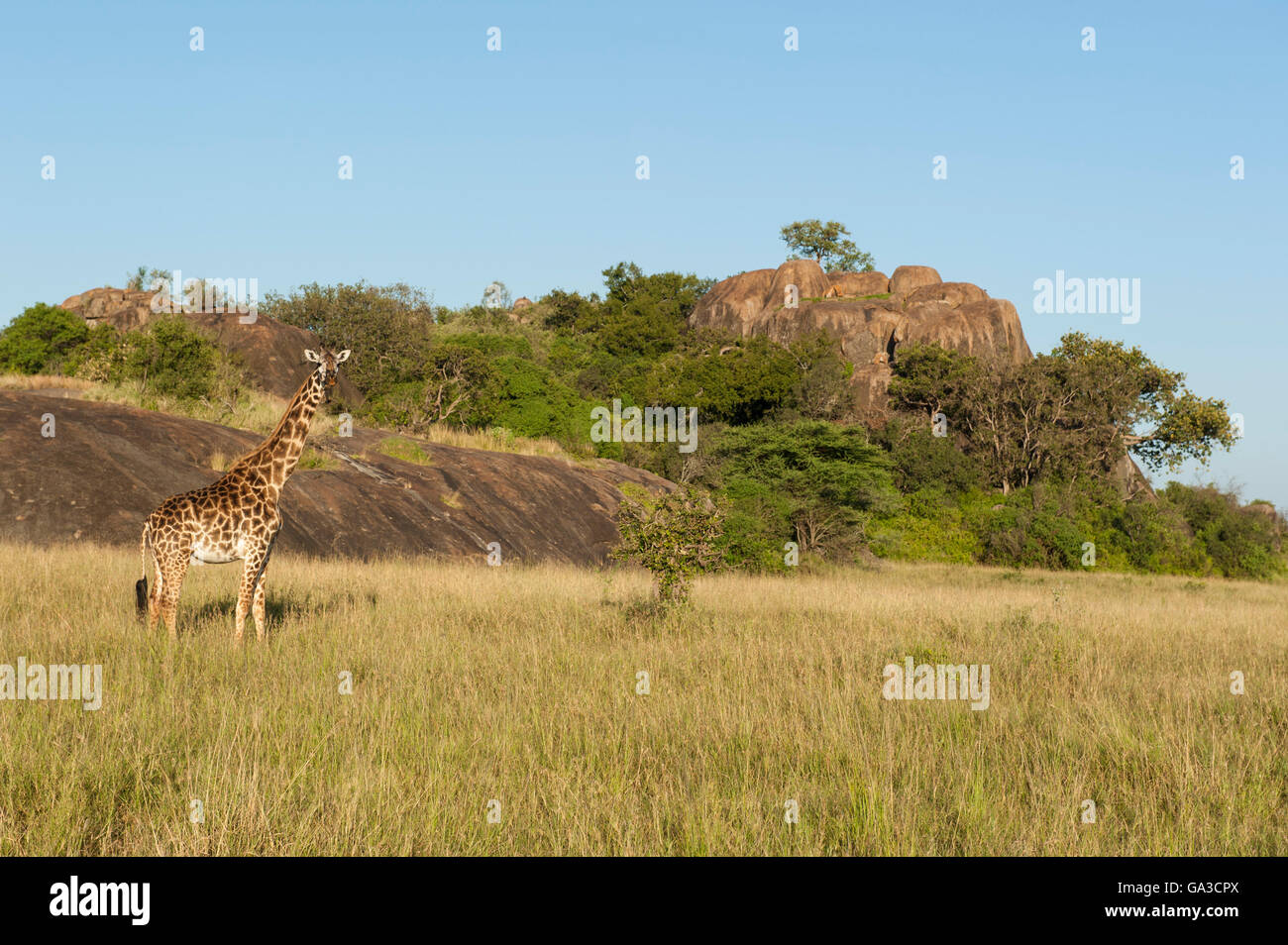 Maasai jirafa (Giraffa camelopardalis tippelskirchi), Moru Koppies, Parque Nacional del Serengeti, Tanzania Foto de stock