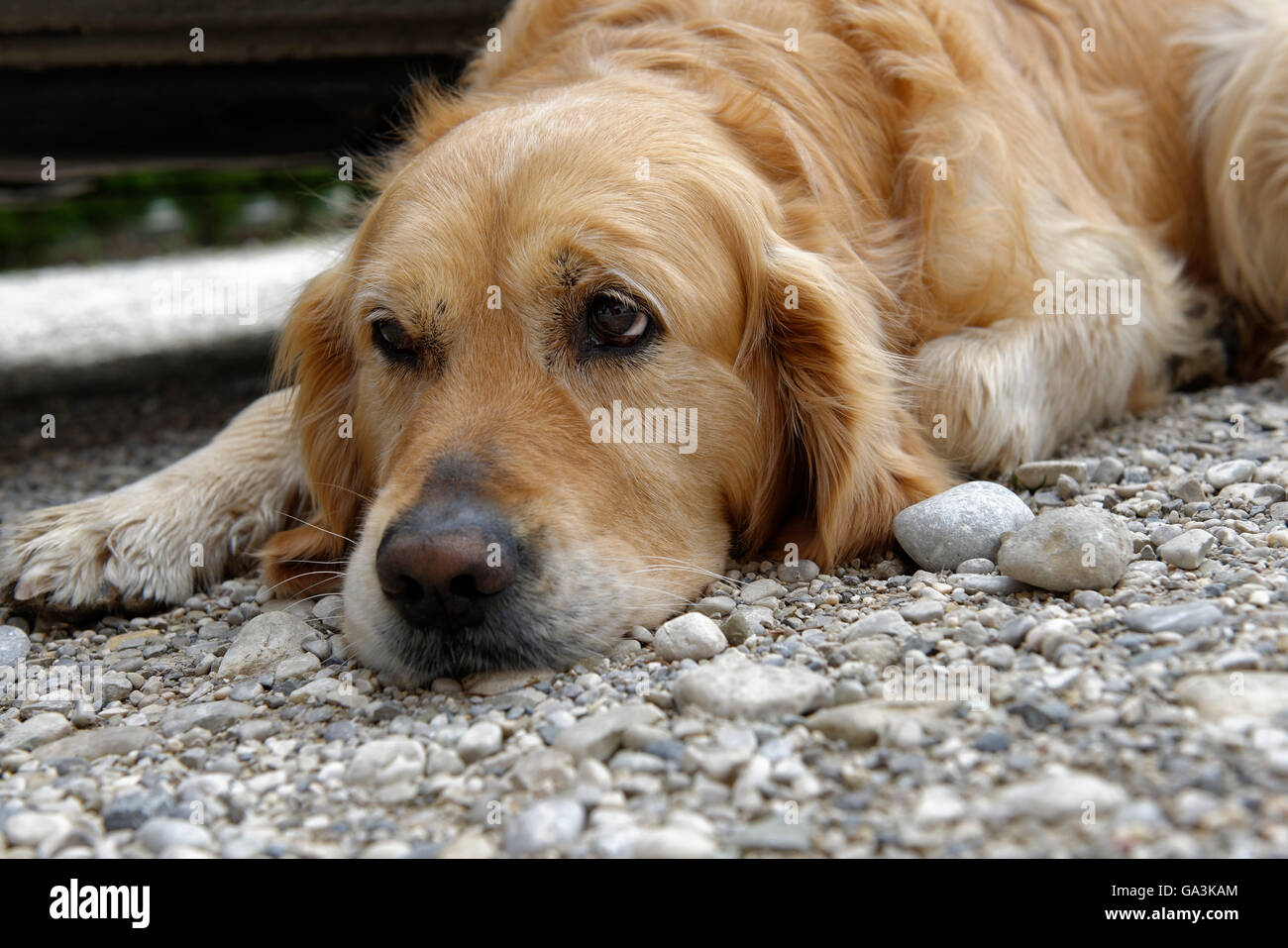 Cansado del perro, Golden Retriever, triste perrito ​​eyes, Alta Baviera, Baviera, Alemania Foto de stock