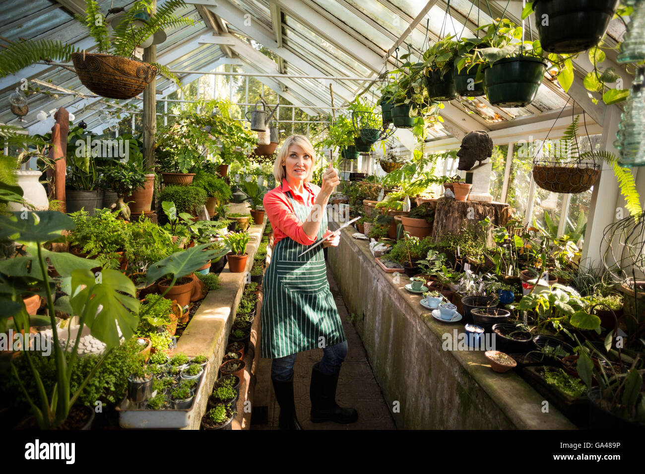 Jardinero hembra examinar plantas en invernadero Foto de stock