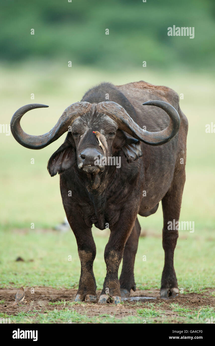 Buffalo (Syncerus caffer caffer), Lago Manyara Parque Nacional, Tanzania Foto de stock