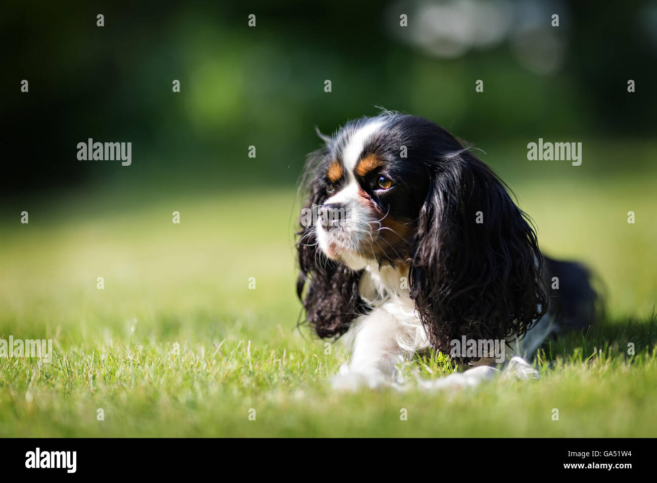 Perro mono fotografías e imágenes de alta resolución - Alamy