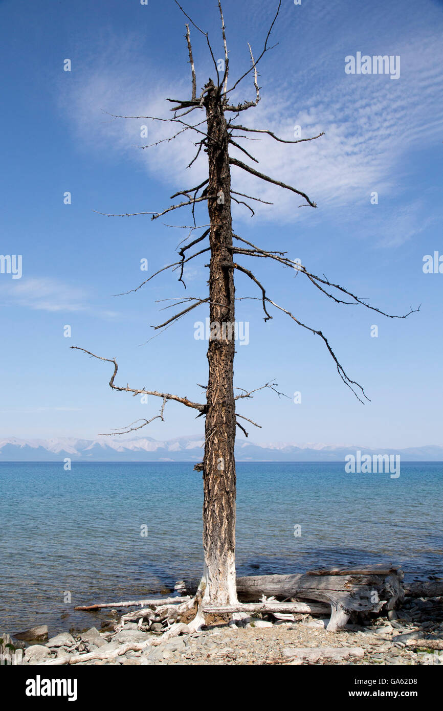 Un solo árbol muerto y cerca del Lago Hovsgol en Mongolia Foto de stock