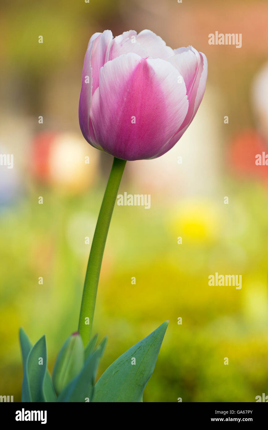 Flor. Un único tulipán en el jardín del famoso parque de Miramare, en Trieste (Italia). Foto de stock