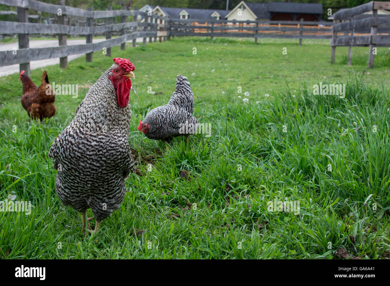 En Cooperstown, Nueva York. Blanco y negro gallo de corral con gallinas. Foto de stock